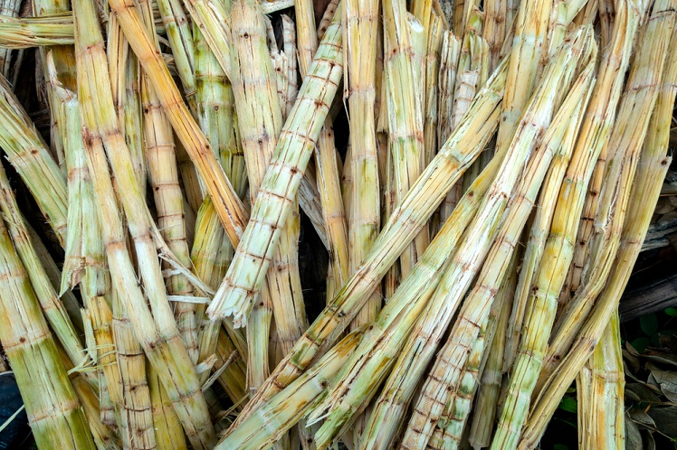 Bagasse is The Part of The Sugar Cane Stalk