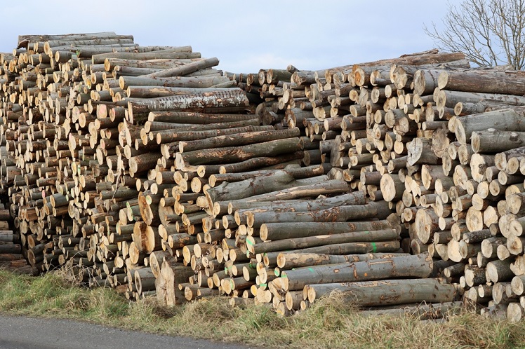 Reducing The Number of Cut Trees In The Forest