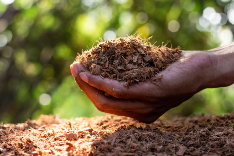 Coconut fiber - more than just a cheap soil! - Tropical Edu International