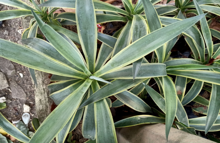 Agave sisalana (Sisal) - World of Succulents