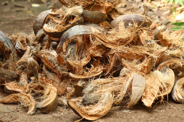 Coconut fiber - more than just a cheap soil! - Tropical Edu International