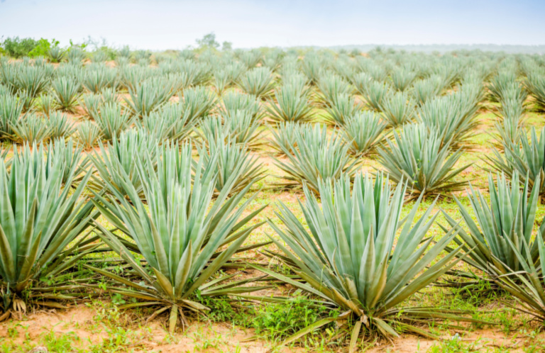 Sisal, Agave Plant, Fibers & Uses