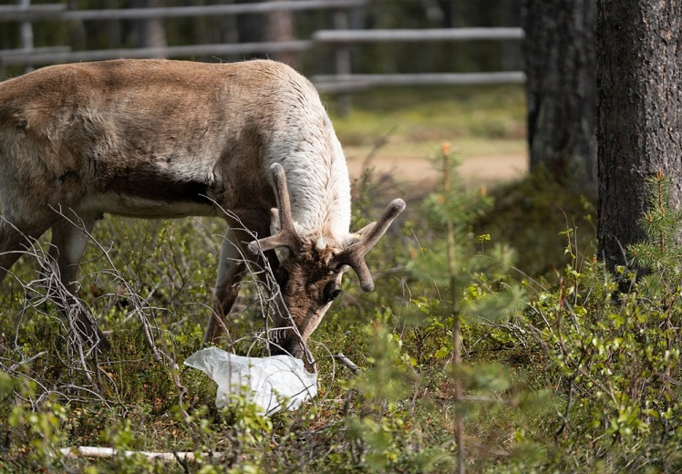 Exposing the Hidden Dangers: How Does Plastic Affect Animals?