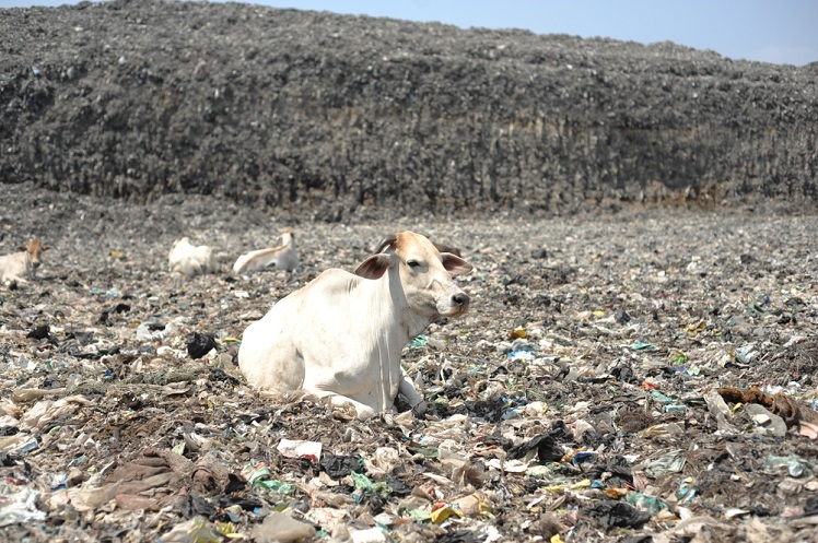 how does plastic affect animals