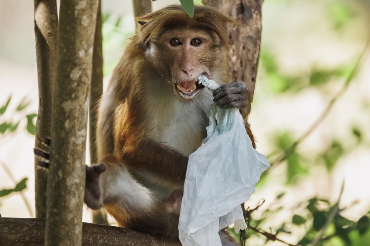 animals eating plastic