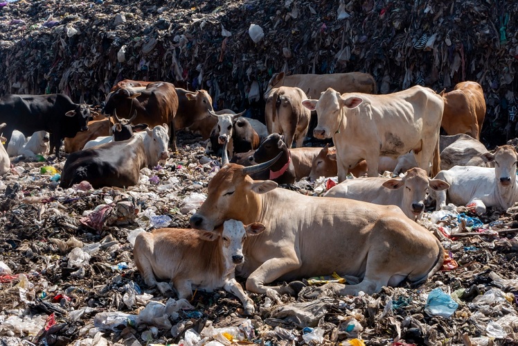 cow eating plastic